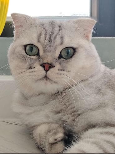 şinşilla pişiyi: Şotland — 2