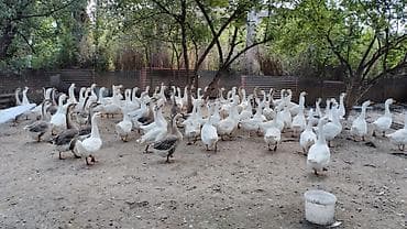 avcarka type 1: Qazlar. hamısı erkək qazlardir. 5kq qazlardir — 1