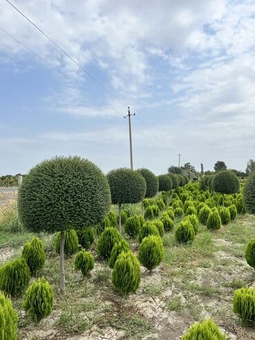 zeytun satışı: Dekarativ agaclarin satiwi istenilen novde istenilen olcude var elave — 25
