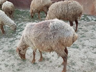 halep kecisi satilir: Ətlik də var Boğazda 130 manatdan qiymət dəyişir 280 Manata kimi — 3