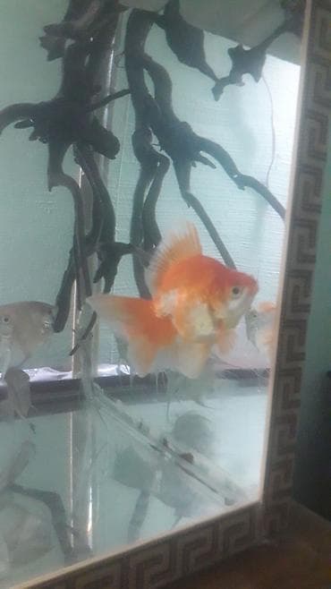 Quşlar: Qızıl balıq, Sülhsevər — 2