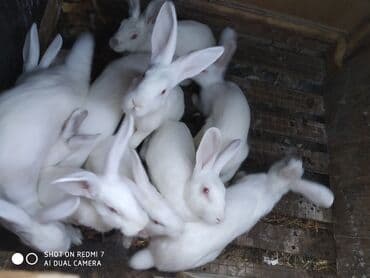 dovşan qiymətləri: Ağ albinos dovşanlar – eyni yuvalamadan olan bir neçə baş. 8 ildir — 8