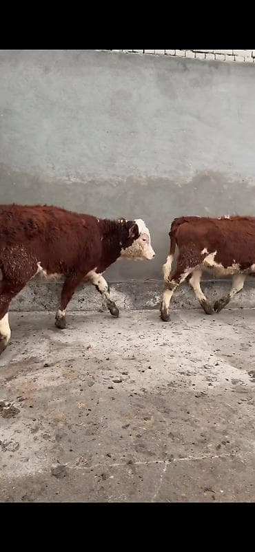 Heyvanlar üçün mallar: Məhsul: Simmental tipli dana cütlüyü - Rəng: qırmızı-ağ ləkəli, açıq — 5