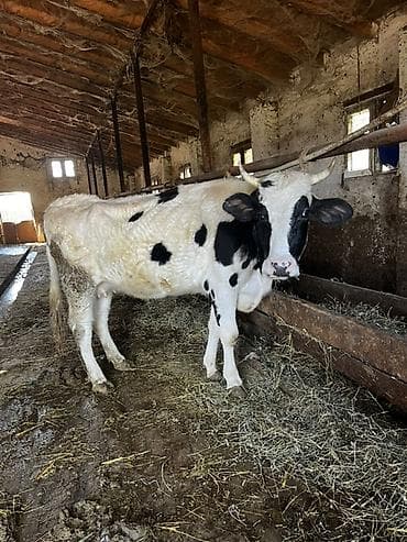 Südlük inək – qara-ağ ləkəli, buynuzlu. Şəkildə kənd təsərrüfatı