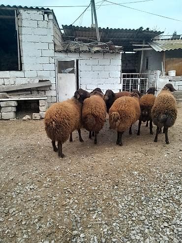 Quşlar: Qoyun sürüsü – Qala cinsi erkek Lerik satılır damazlıq - Şəkillərdə — 3