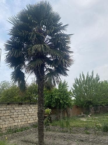 taxta paltar sancağı: Dekorativ palma ağacı – bağ və həyət üçün - Növ: Fan formalı yarpaqlı — 1