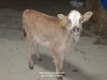 Proton: Südlük-damazlıq istiqamətə uyğun buzov - Cins: yerli südlük tip — 1