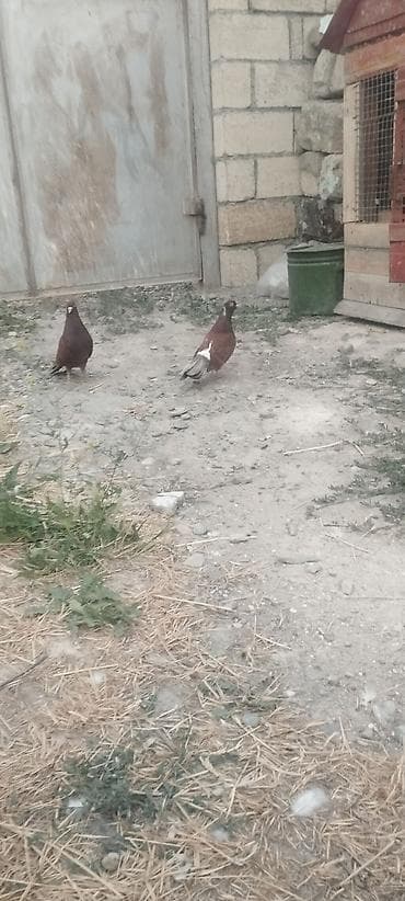 dekorativ quş: Cüt gogerciner satılır reyal alci yasin — 3