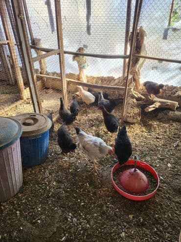 клетки для кур несушек купить в бишкеке: Kəkilli kənd fərələri 4 aylıq 10 ədəd 19 manatadi fərələr 12 manat — 9
