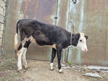cins inekler azerbaycanda: Təmiz cins danadı dişidi — 4