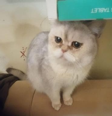 scottish pişik: Ekzot, Erkək, Yaxşı əllərə, Ünvandan götürmə, Pulsuz çatdırılma — 4