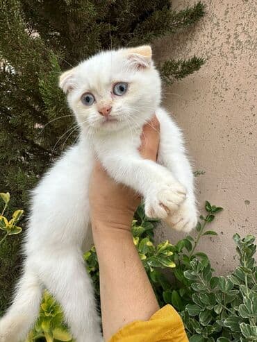 şotlan pişik: Şotland yastı qulaq, Erkək, Dişi, Yaxşı əllərə, Ünvandan götürmə, Pulsuz çatdırılma, Ödənişli çatdırılma — 140