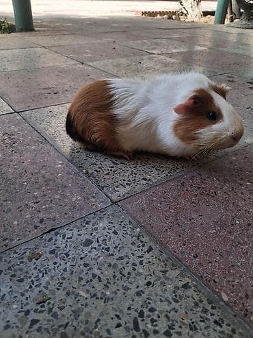 gəmirici: Meşəyə bənzər ağ-qəhvəyi rəngli gvineya donuzu (guinea pig) - Növ — 2