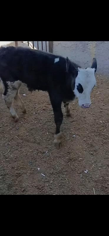 gence toyuqlar: Qara-ağ rəngli buzov - Cins: ehtimalən südlük istiqamətli (Holşteyn — 3