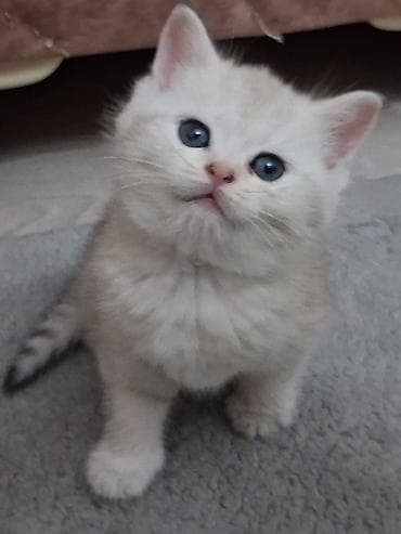 Qızıl şinşilla, Dişi, Yaxşı əllərə, Ünvandan götürmə, Ödənişli çatdırılma