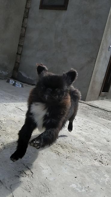 ev şəpitləri: 2 il, Erkek, Peyvəndli — 1
