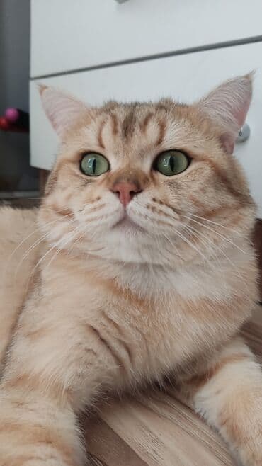 золотая шиншилла баку: Qızıl şinşilla, Erkək, Cütləşmə üçün — 1