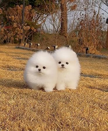 Şpitz, 1 ay, Sənədli