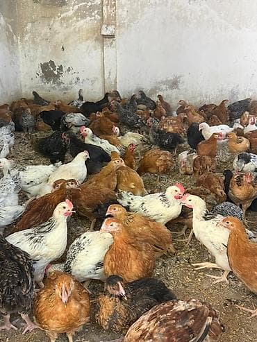 it cinsi: Her bir vaksinleri olunmuş tam sağlam hem kesime hem damazliga yararli — 2