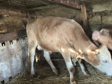 heyvan bazari inekler: Самка, лет: 1, 100120 кг, Для разведения — 9