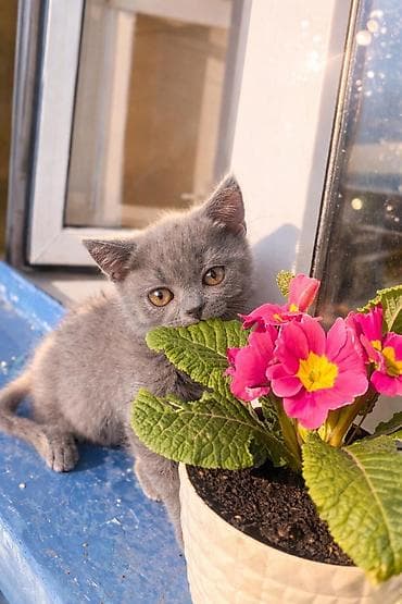 it pişik: Britan yastı qulaq — 4