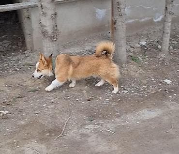 bulbul qefesi: Çixuahua, 1 il, Erkek, Cütləşmə üçün — 2