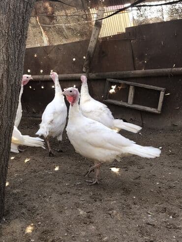 Digər heyvanlar: Dişi, Damazlıq, Ünvandan götürmə — 8