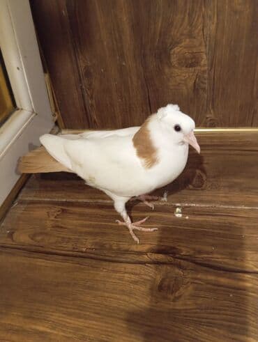 tap az goyercin satisi: Cins: göyərçini Rəng: Sarı boynuĝüllü desde kekilli boyun pecat — 3