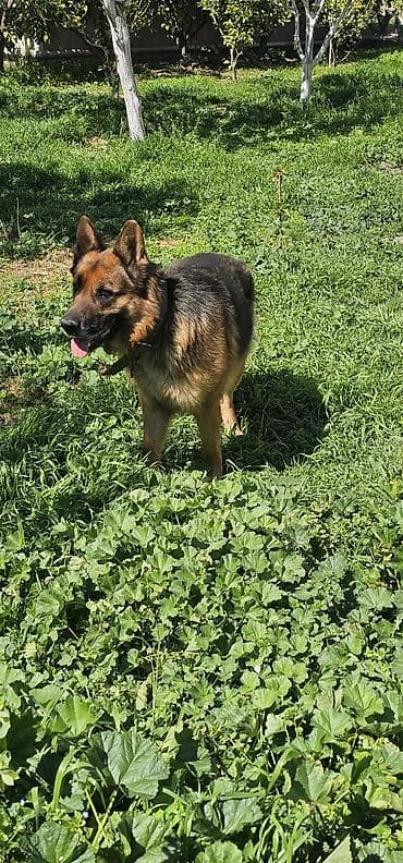 Alman çoban iti lalafo.az -da Alman çoban iti