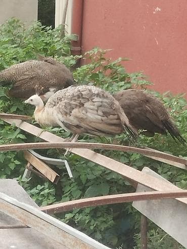 qus yuvalari: Tam sağlam tovuz quşları çəm 5 ədəddir ikisi erkək üçü dişidi və çəm — 6