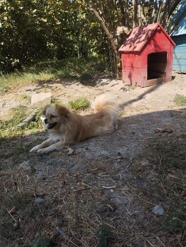 ov itləri: Pekines, 2 il, Dişi — 4