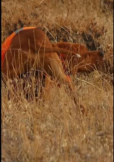 iran quslari: 2 il, Dişi, Peyvəndli, Ödənişli çatdırılma — 4