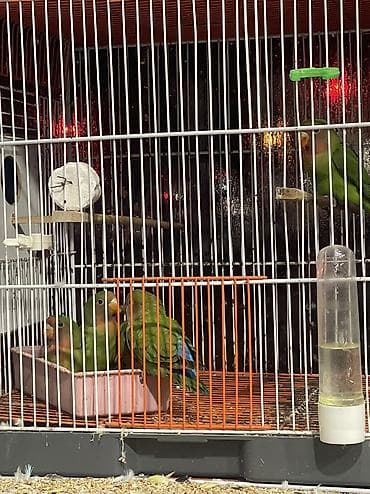 babil quşu: 25/30 gündü yuvasan çıxıb aktiv sevimli balalardı ələ öyreşdiremin tam — 3