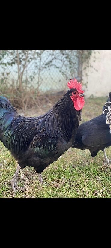 Australop xoruz 2 yaşn icindedi sağlam heyvandır