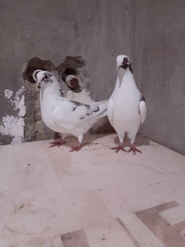 İtlər: Ucan cins — 4