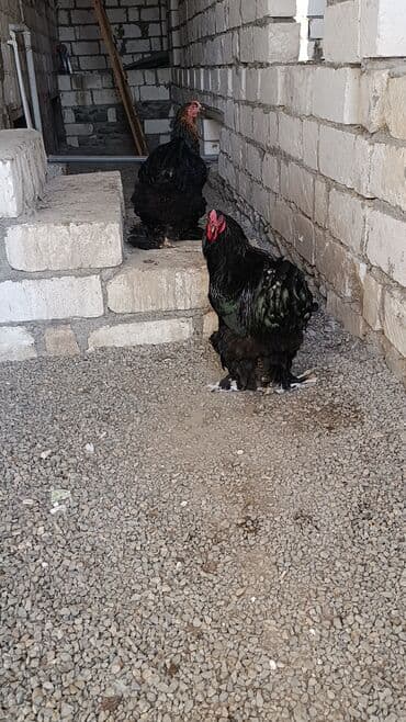 it yem: Toyuq, Brama, Damazlıq, Ödənişli çatdırılma — 8