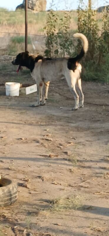 pomeranian boo mini: Qurdbasar, 2 il, Erkek, Peyvəndli, Ödənişli çatdırılma — 5