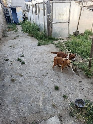 ağ it: 1 i Erkey biri dişi mehriban itlər di ünvan buzovna qəsəbəsi di — 5