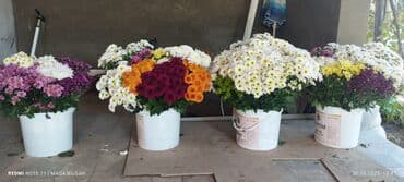 gül toxumlari: Xrizantema buketləri – müxtəlif rənglərin qarışığı - 11 ədəd — 3