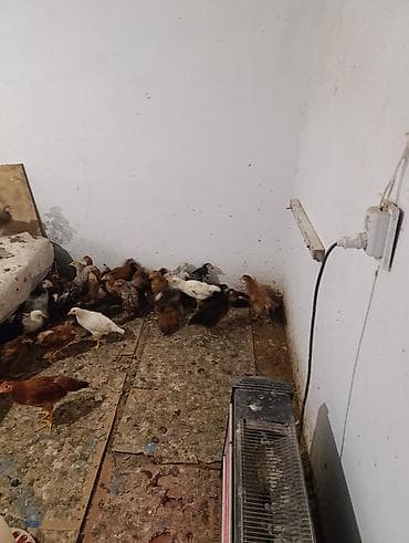 avcarka satisi: Toyuq cücələri, Damazlıq — 4