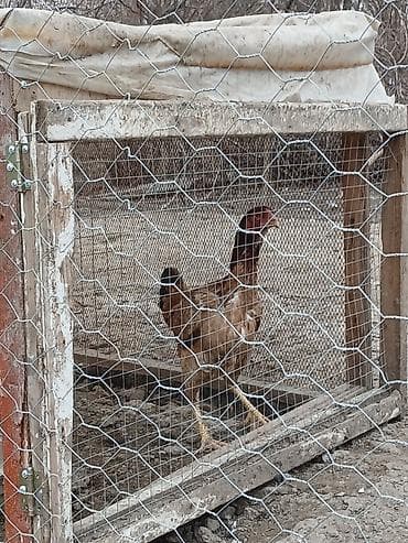 cuce satilir: 1 mavi 1ağ firəng xorzu satılır və ya barter edilir 1heyratı toyuğu — 3