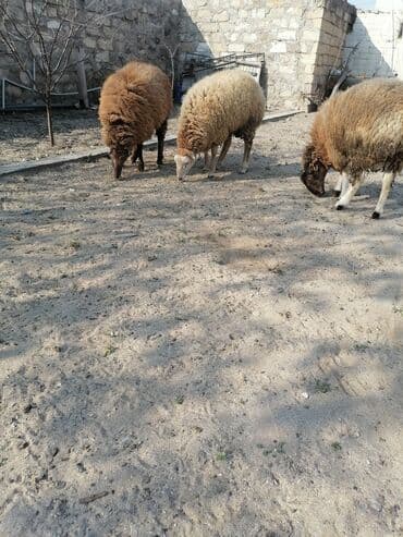 K/t heyvanları üçün mallar: Quzular – 3 baş 3 də bir satılır qiymət sondur bir dənəsi 450 — 7