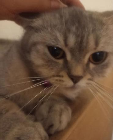 british shorthair: Britan, Dişi — 3