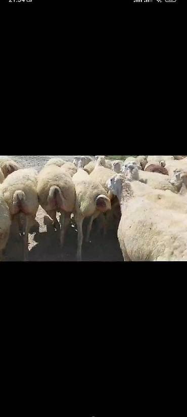 Mal-qara: Qaradolaq sortu 500 baş süper boğaz şişek qoyunlar təcili satılır — 1