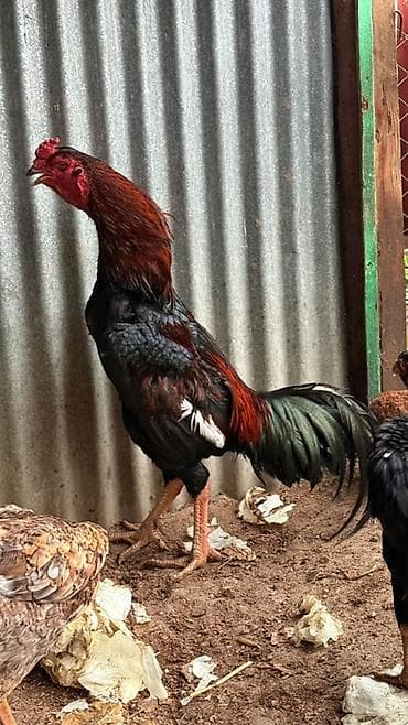 cepis sekilleri: Ata oh şamo ana heyratı - Cins: ehtimalən Aseel (uzun boy, güclü bədən — 3