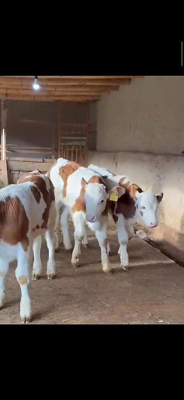 Digər heyvanlar: Simental cinsli buzovlar - Cins: Simental (süd-ət istiqamətli) - — 2