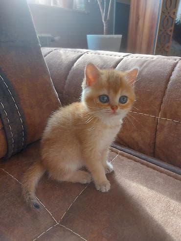 pişik: Qızıl şinşilla — 5