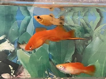 Sülhsevər, Ödənişli çatdırılma, Ünvandan götürmə