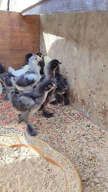 Cücələr: Toyuq cücələri, Damazlıq, Ünvandan götürmə — 2