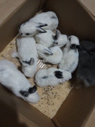 Digər heyvanlar: Dovşan yemi 1kq 2azn Bala Dovşanlar 5-azn Tək tək satışı 10 azn — 2